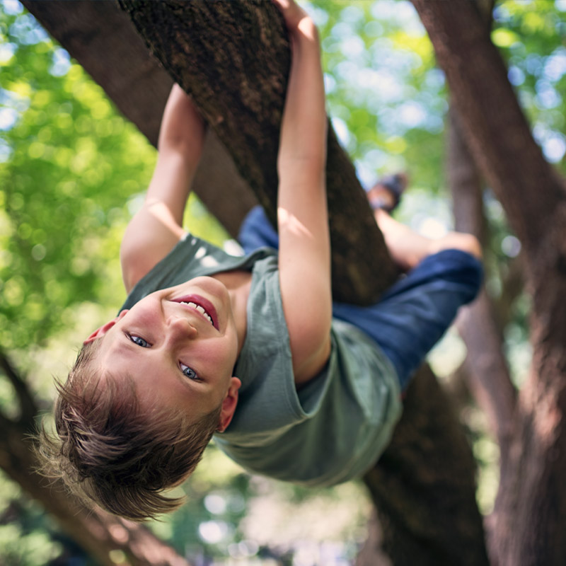 Photo of a boy hanging in a tree at a neighborhood park