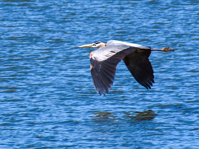 Photo of a Blue Heron above Shadow Lake