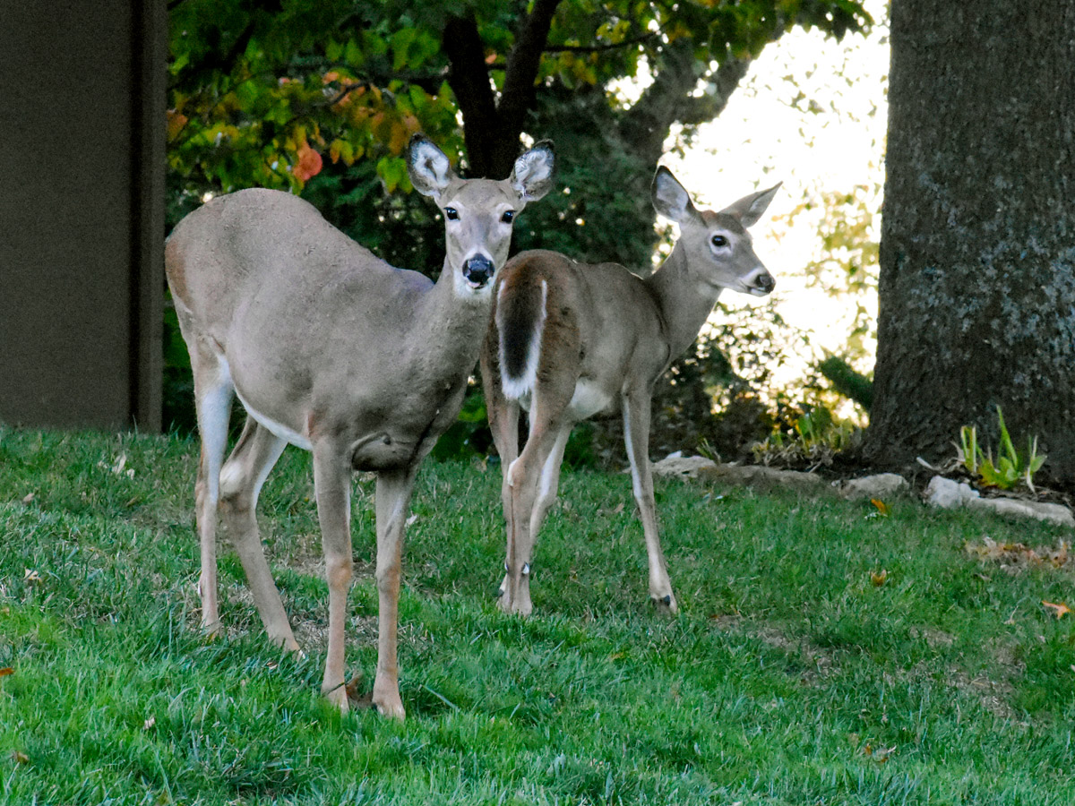 Deer grazing in a Cedar Creek neighborhood