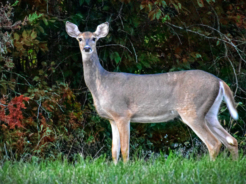 Deer in the wild